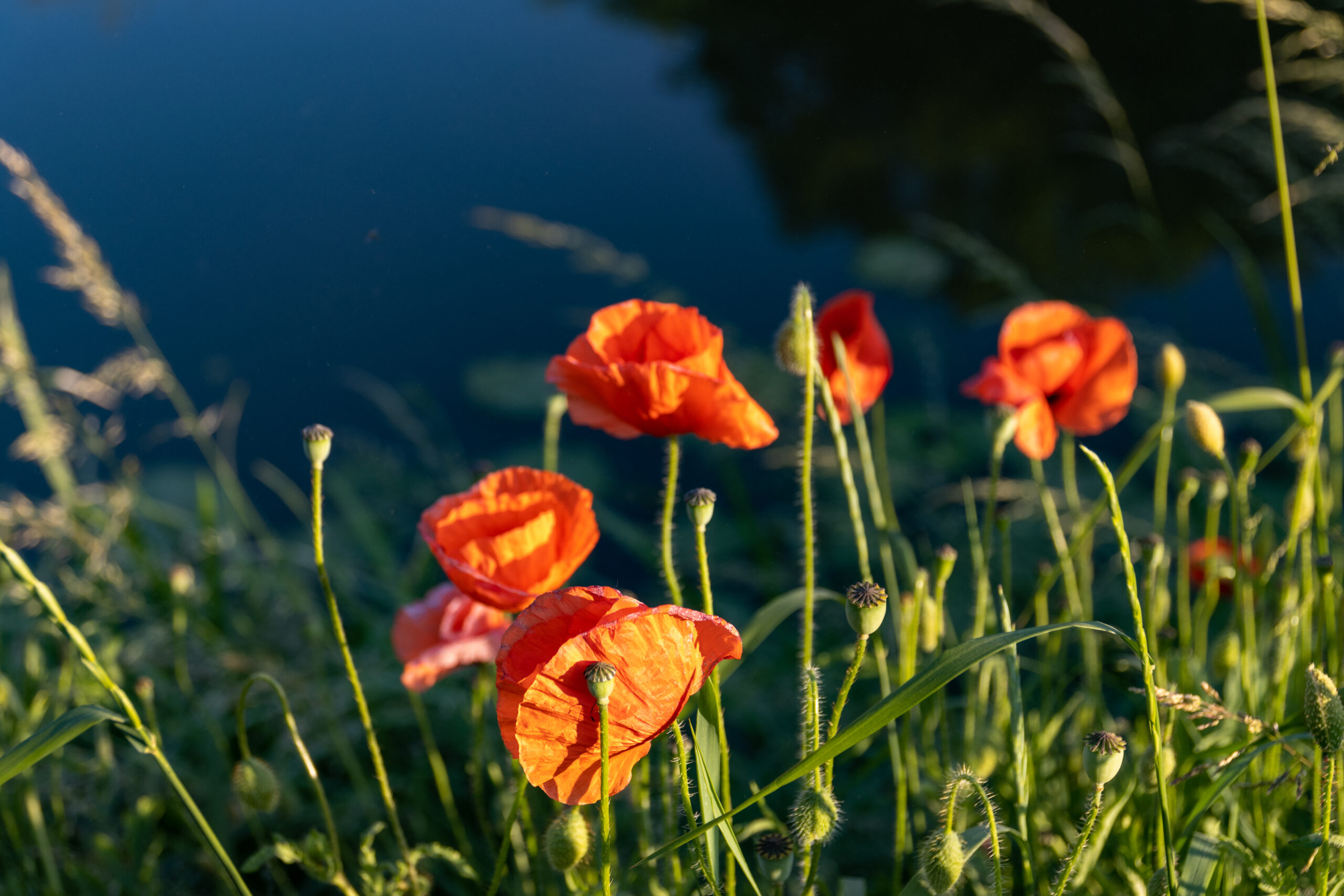 Almkreek, papaver in de golfbaan