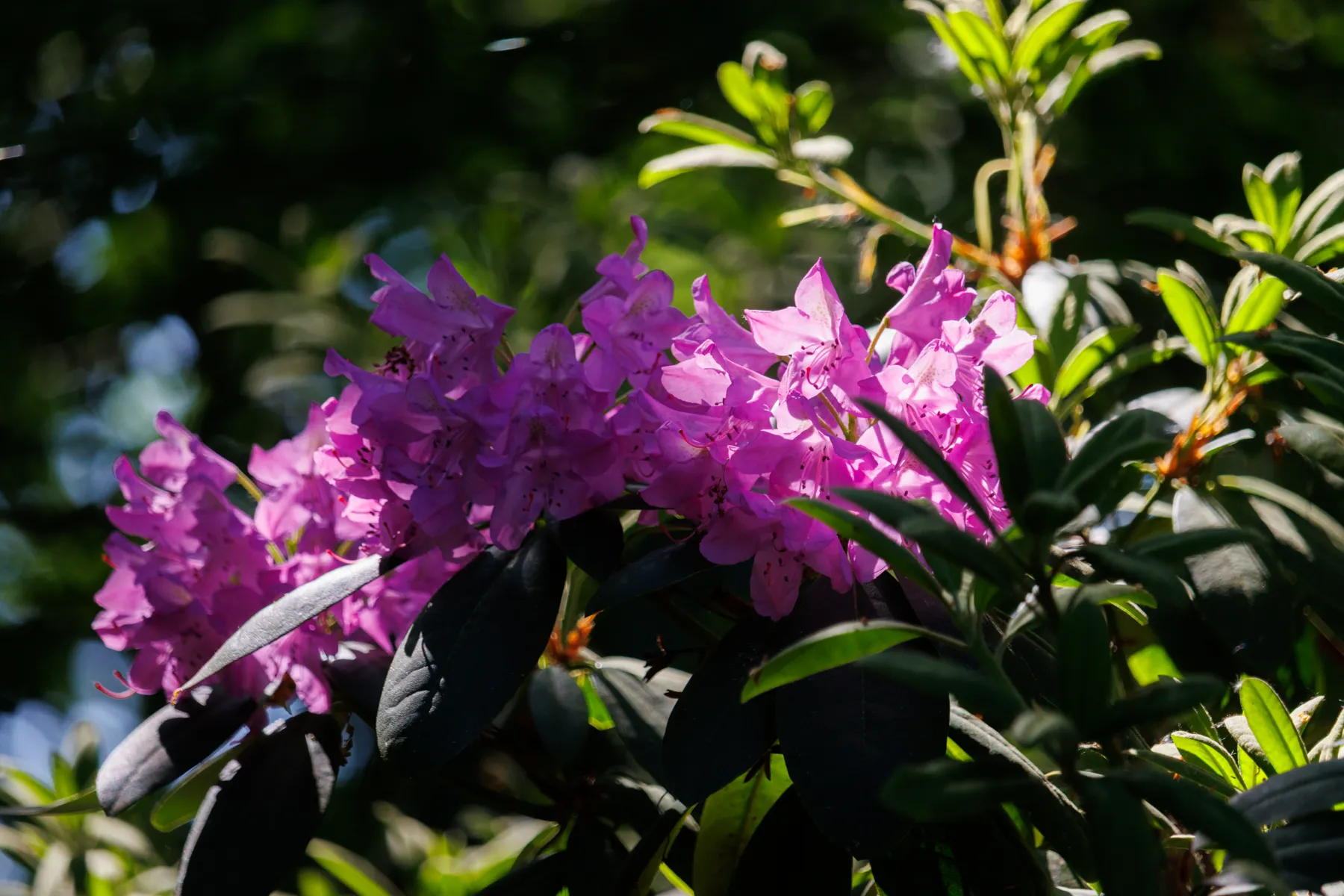 Azelea's op De Loonsche Duynen