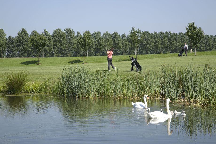 9 holes: shortgolf (PAR 3)